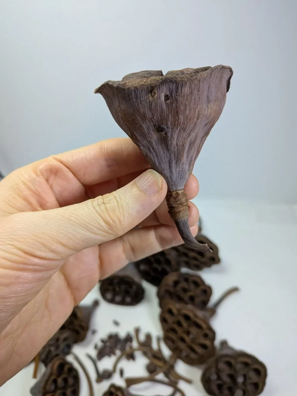 Dried Lotus Pods Pine Cones 35 pc Lot Craft Floral Arrangement Decor Botanical